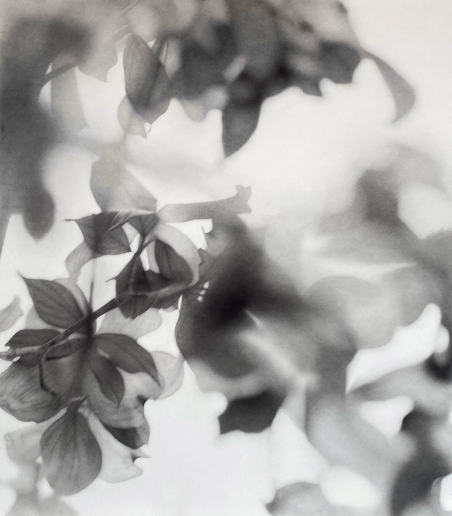 Grace Dines Studio